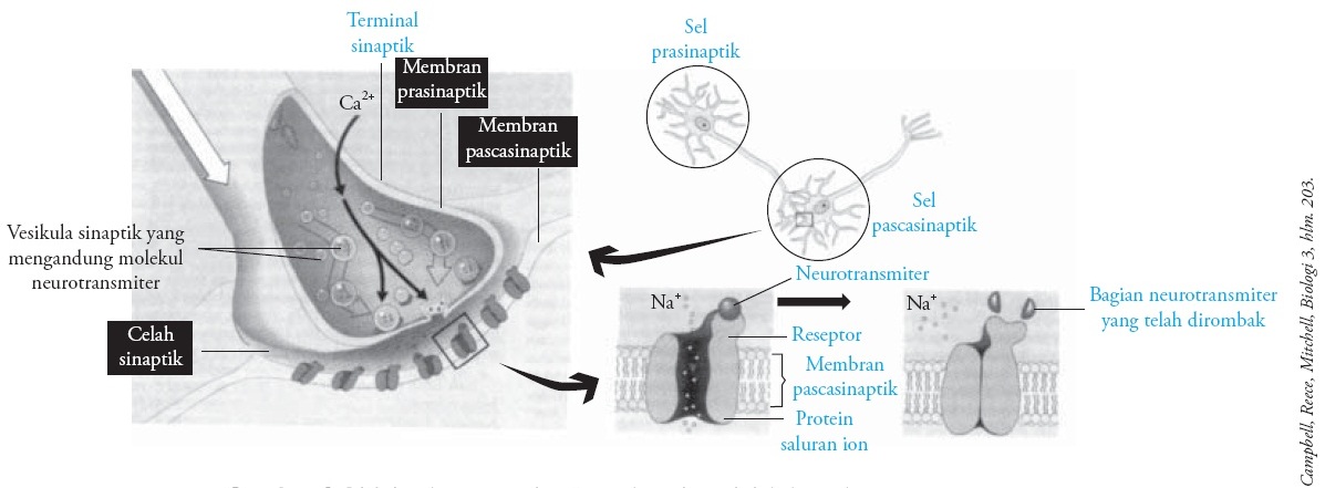 Detail Gambar Impuls Saraf Nomer 34