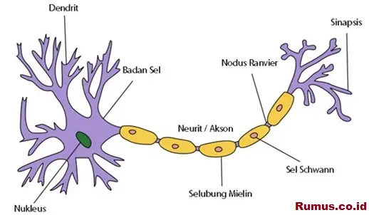 Detail Gambar Impuls Saraf Nomer 4