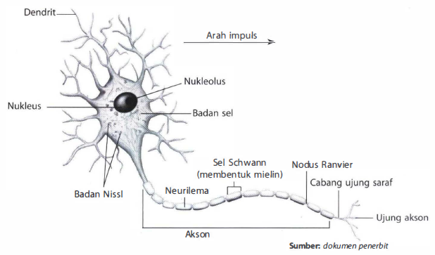 Detail Gambar Impuls Saraf Nomer 38
