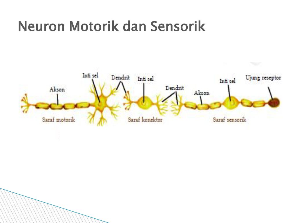 Detail Gambar Impuls Saraf Nomer 47