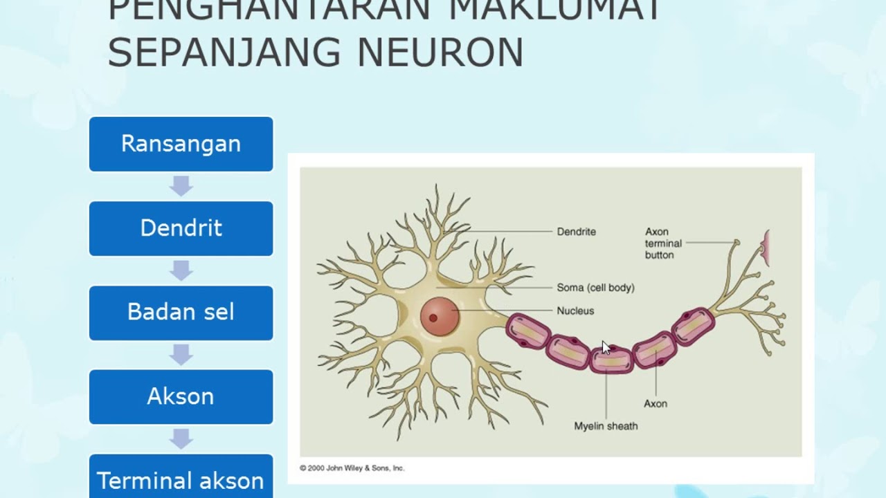 Detail Gambar Impuls Saraf Nomer 7