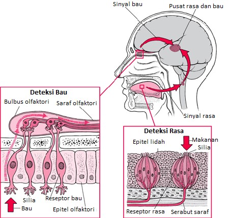 Detail Gambar Indera Penciuman Nomer 15