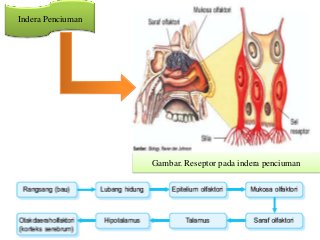 Detail Gambar Indera Penciuman Nomer 22