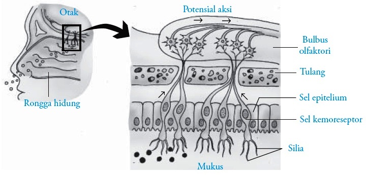 Detail Gambar Indera Penciuman Nomer 25