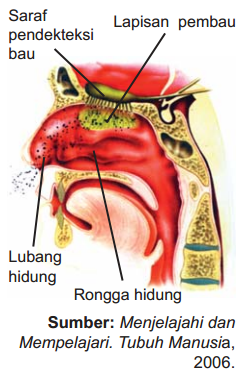 Detail Gambar Indera Penciuman Nomer 27