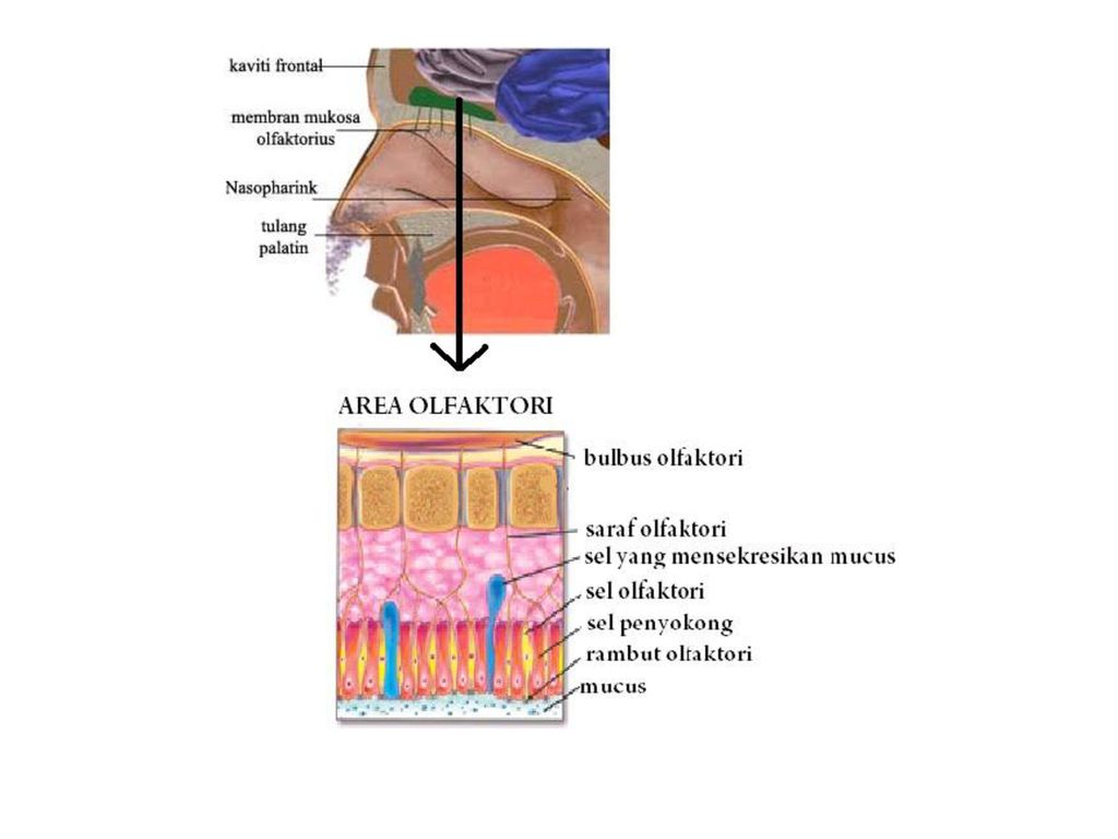 Detail Gambar Indera Penciuman Nomer 36