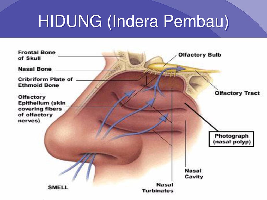 Detail Gambar Indera Penciuman Nomer 45