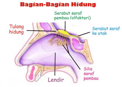 Detail Gambar Indera Penciuman Nomer 7