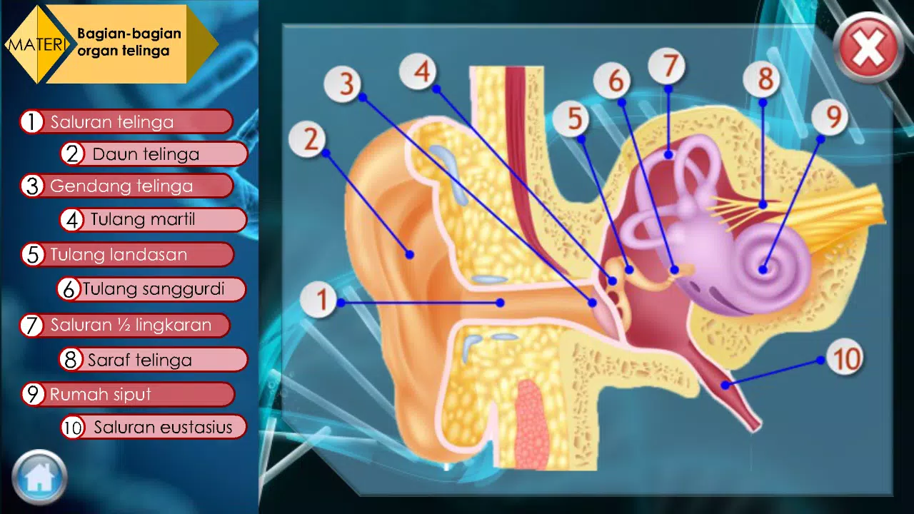 Detail Gambar Indera Pendengaran Nomer 50