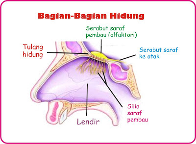 Detail Gambar Indra Pembau Nomer 14