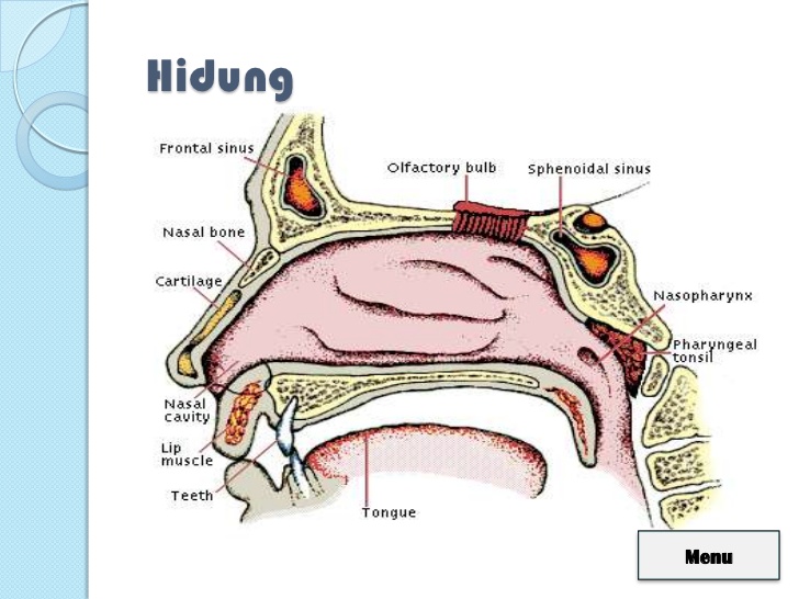 Detail Gambar Indra Pembau Nomer 19