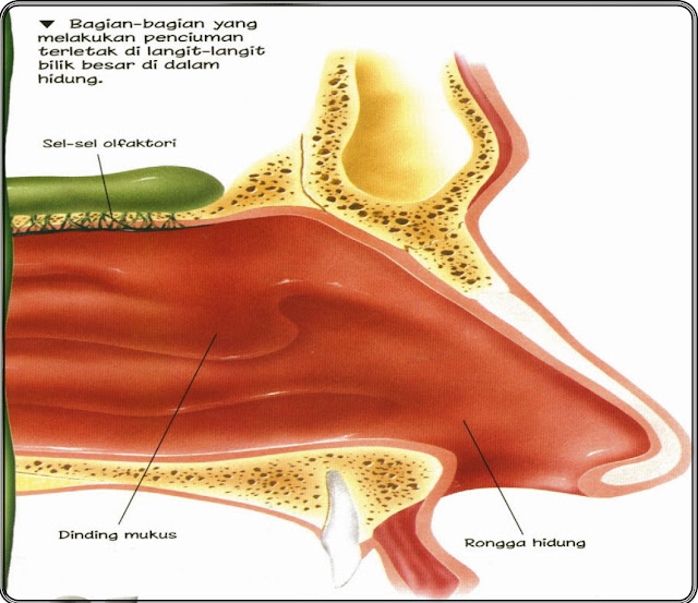 Detail Gambar Indra Pembau Nomer 38