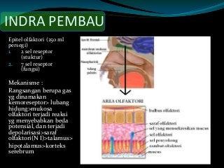 Detail Gambar Indra Pembau Nomer 49