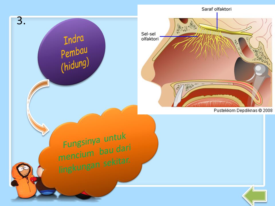 Detail Gambar Indra Pembau Nomer 54