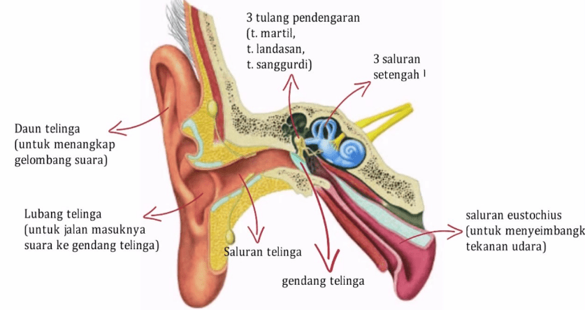 Detail Gambar Indra Pendengar Nomer 17