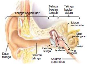 Detail Gambar Indra Pendengar Nomer 25