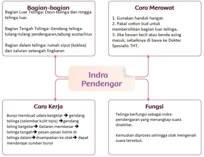 Detail Gambar Indra Pendengar Nomer 27