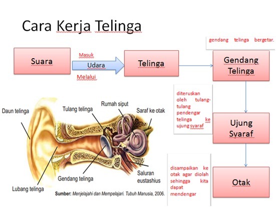 Detail Gambar Indra Pendengar Nomer 47