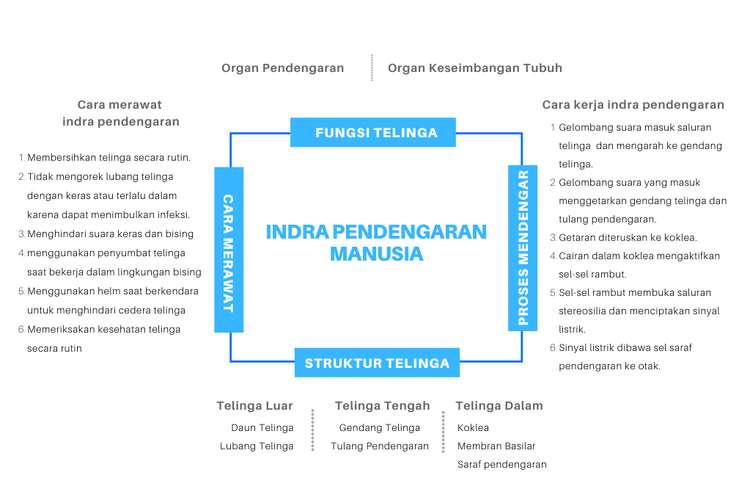 Detail Gambar Indra Pendengar Nomer 48