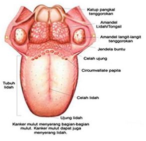 Detail Gambar Indra Pengecap Nomer 11