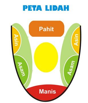 Detail Gambar Indra Pengecap Nomer 30