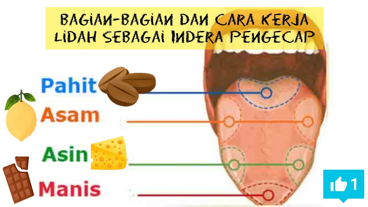 Detail Gambar Indra Pengecap Nomer 42