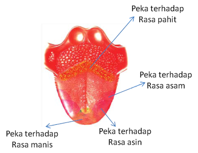 Detail Gambar Indra Pengecap Nomer 7