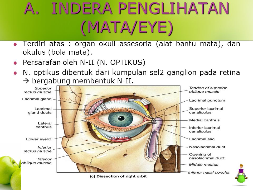 Detail Gambar Indra Penglihatan Nomer 41