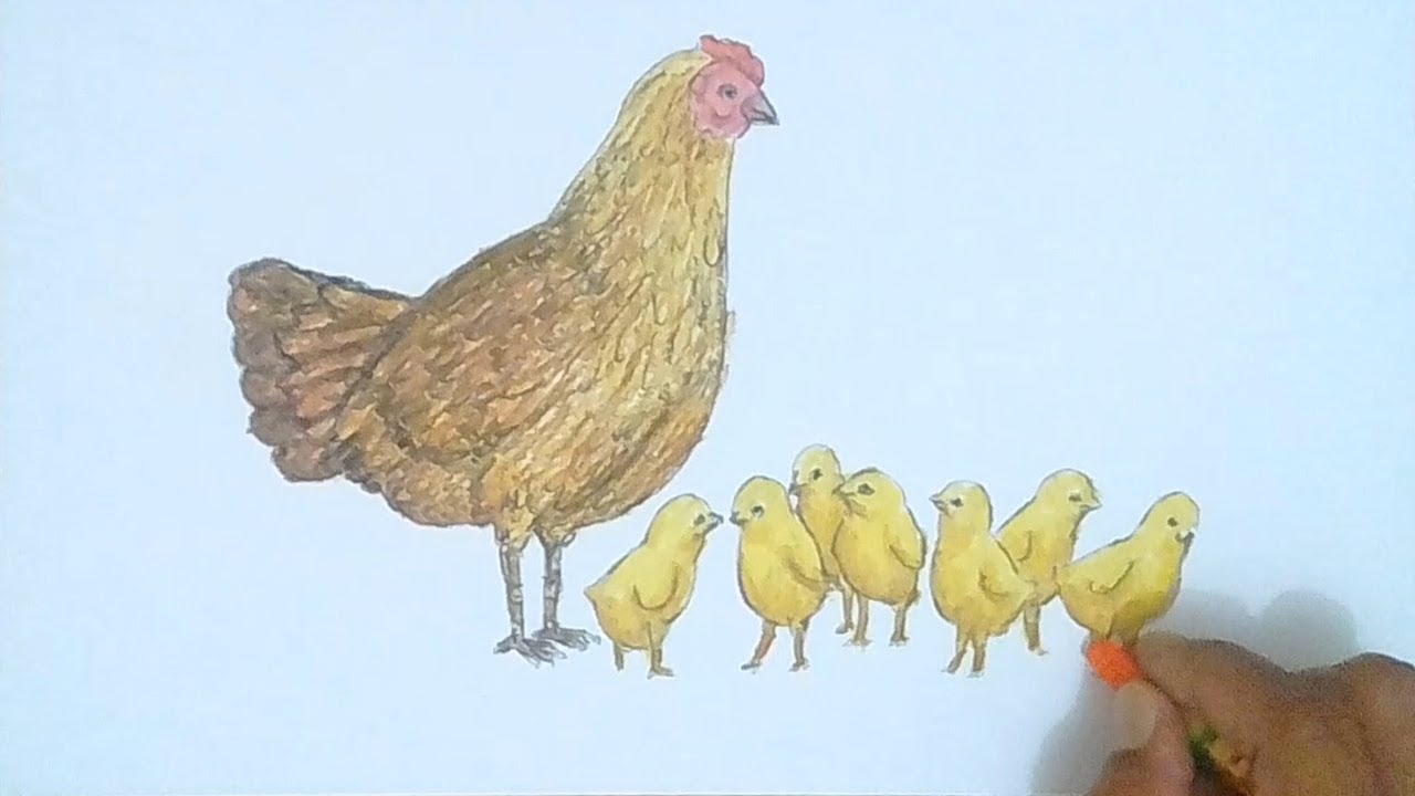 Detail Gambar Induk Ayam Dan Anaknya Nomer 11