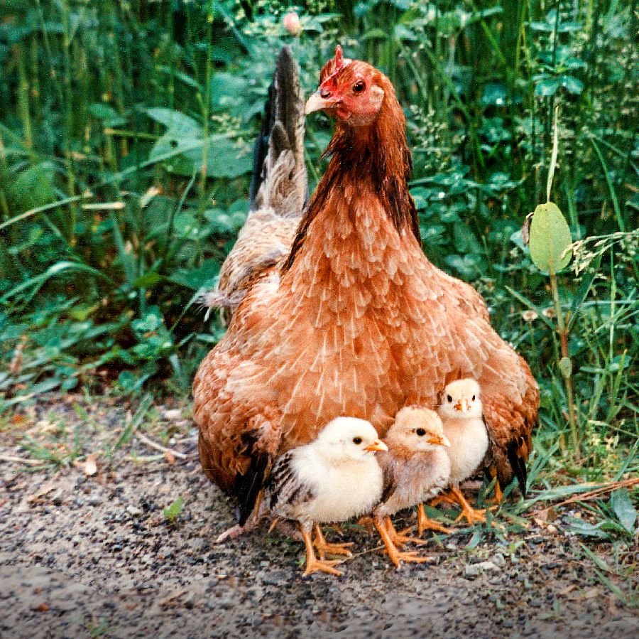 Detail Gambar Induk Ayam Dan Anaknya Nomer 19
