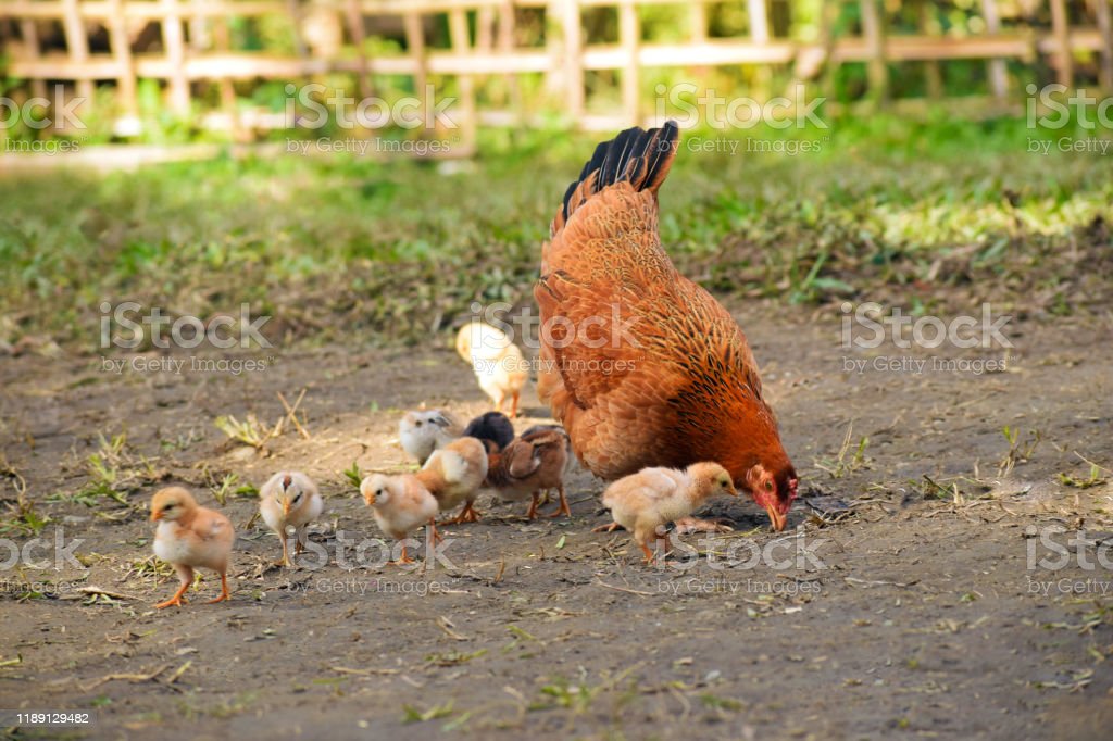 Detail Gambar Induk Ayam Dan Anaknya Nomer 22