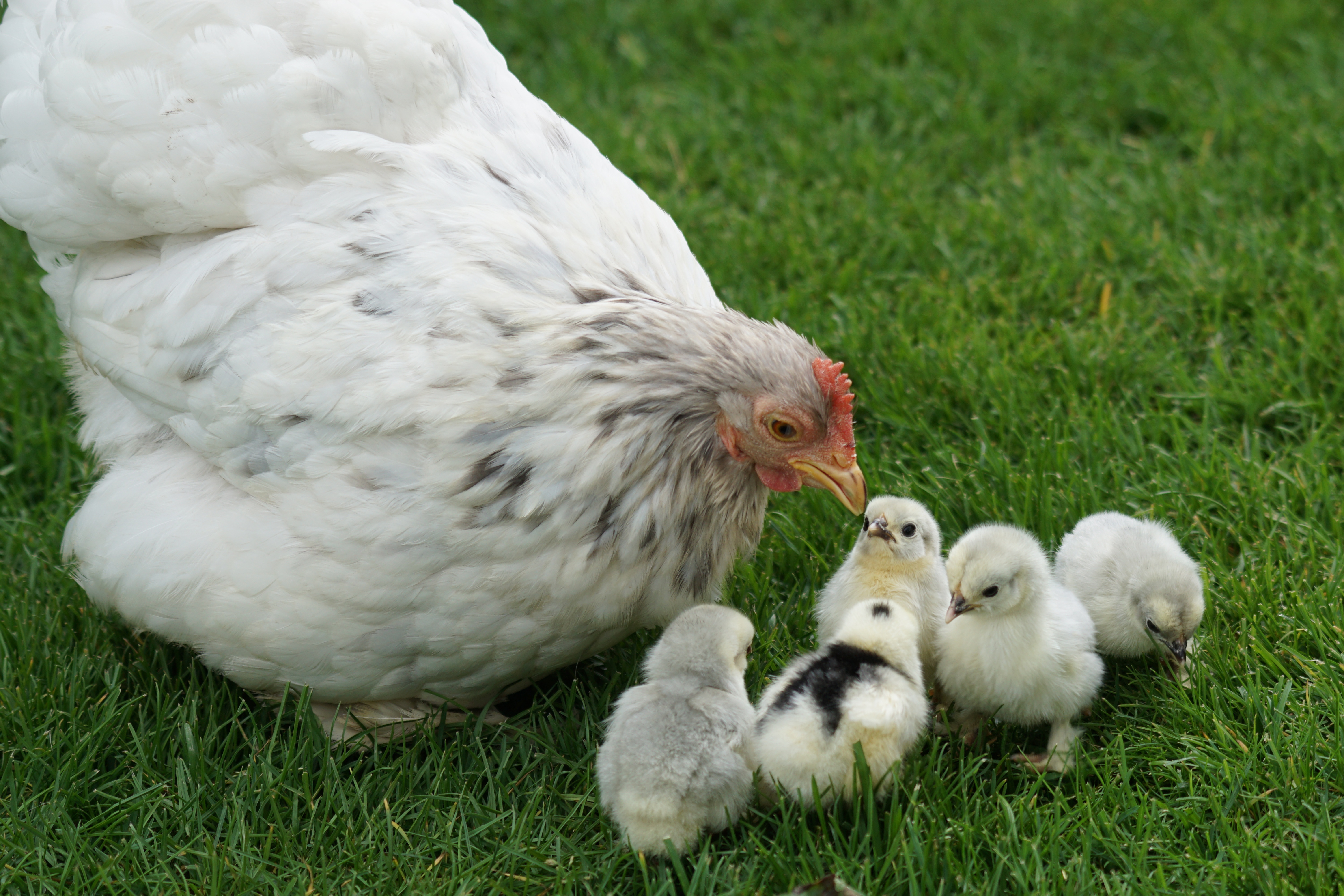 Detail Gambar Induk Ayam Dan Anaknya Nomer 25