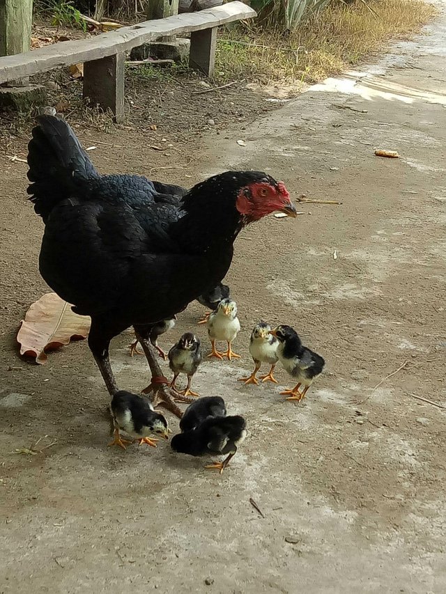 Detail Gambar Induk Ayam Dan Anaknya Nomer 26