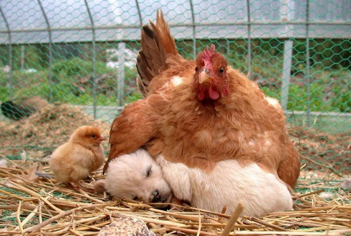 Detail Gambar Induk Ayam Dan Anaknya Nomer 31