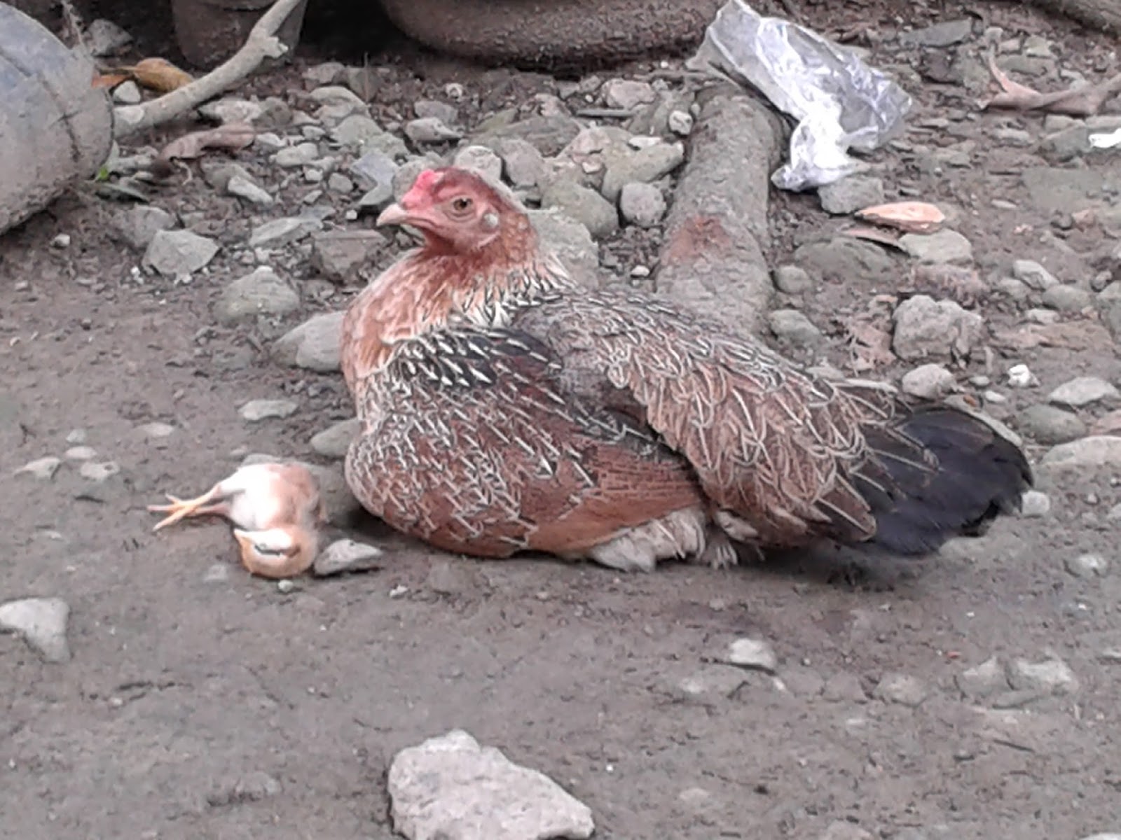 Detail Gambar Induk Ayam Dan Anaknya Nomer 46