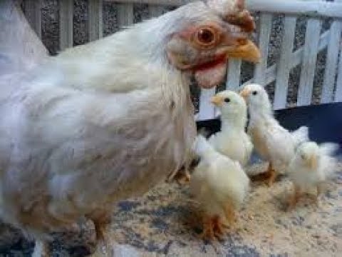 Detail Gambar Induk Ayam Dan Anaknya Nomer 52