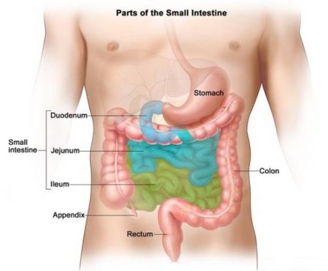 Detail Gambar Infeksi Usus 12 Jari Nomer 40