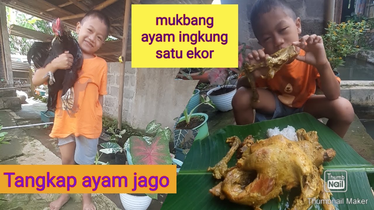 Detail Gambar Ingkung Ayam Jago Nomer 34