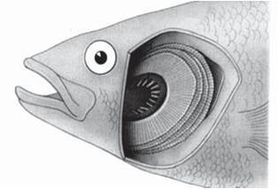 Detail Gambar Insang Ikan Nomer 8