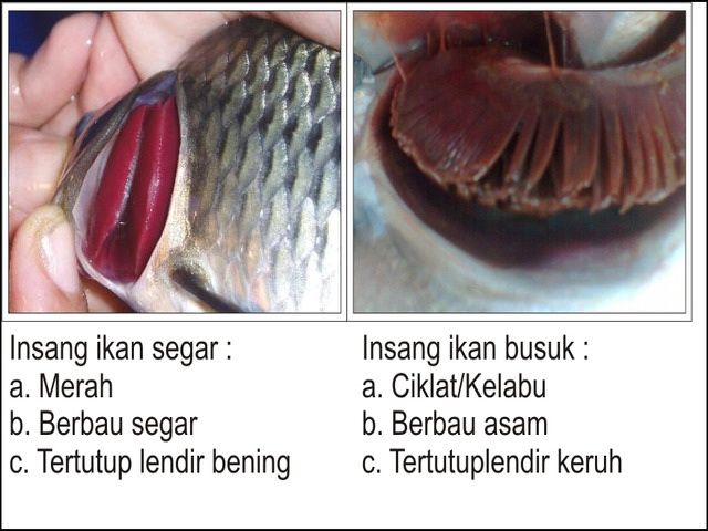 Detail Gambar Insang Ikan Nomer 10