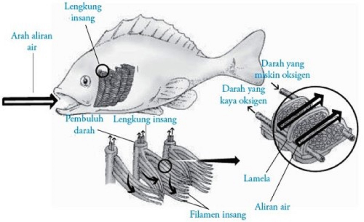 Detail Gambar Insang Ikan Nomer 13