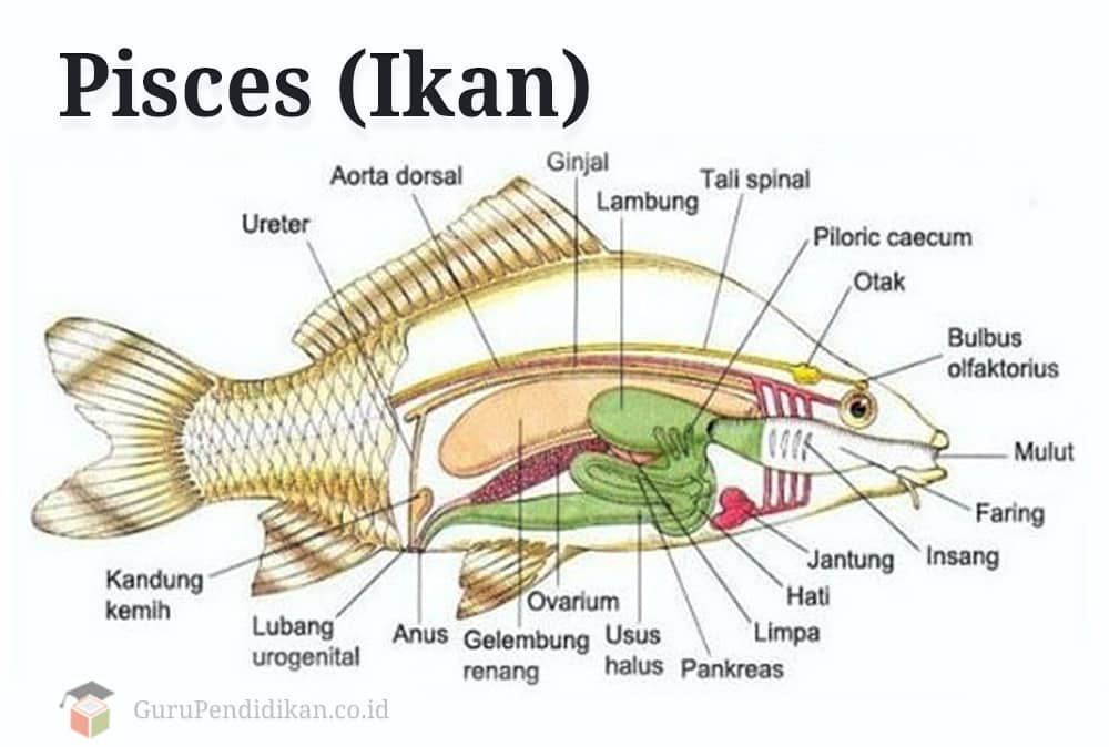 Detail Gambar Insang Ikan Nomer 23