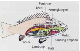 Detail Gambar Insang Pada Ikan Nomer 38