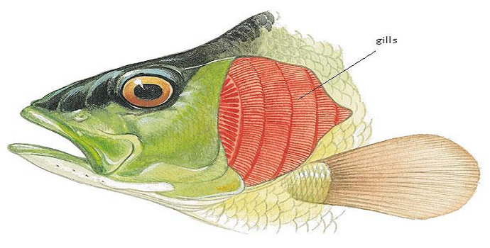 Detail Gambar Insang Pada Ikan Nomer 4