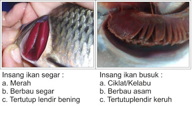 Detail Gambar Insang Pada Ikan Nomer 45