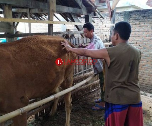 Detail Gambar Inseminasi Buatan Nomer 26