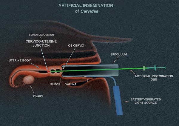 Detail Gambar Inseminasi Buatan Nomer 29