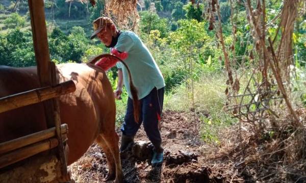 Detail Gambar Inseminasi Buatan Nomer 30