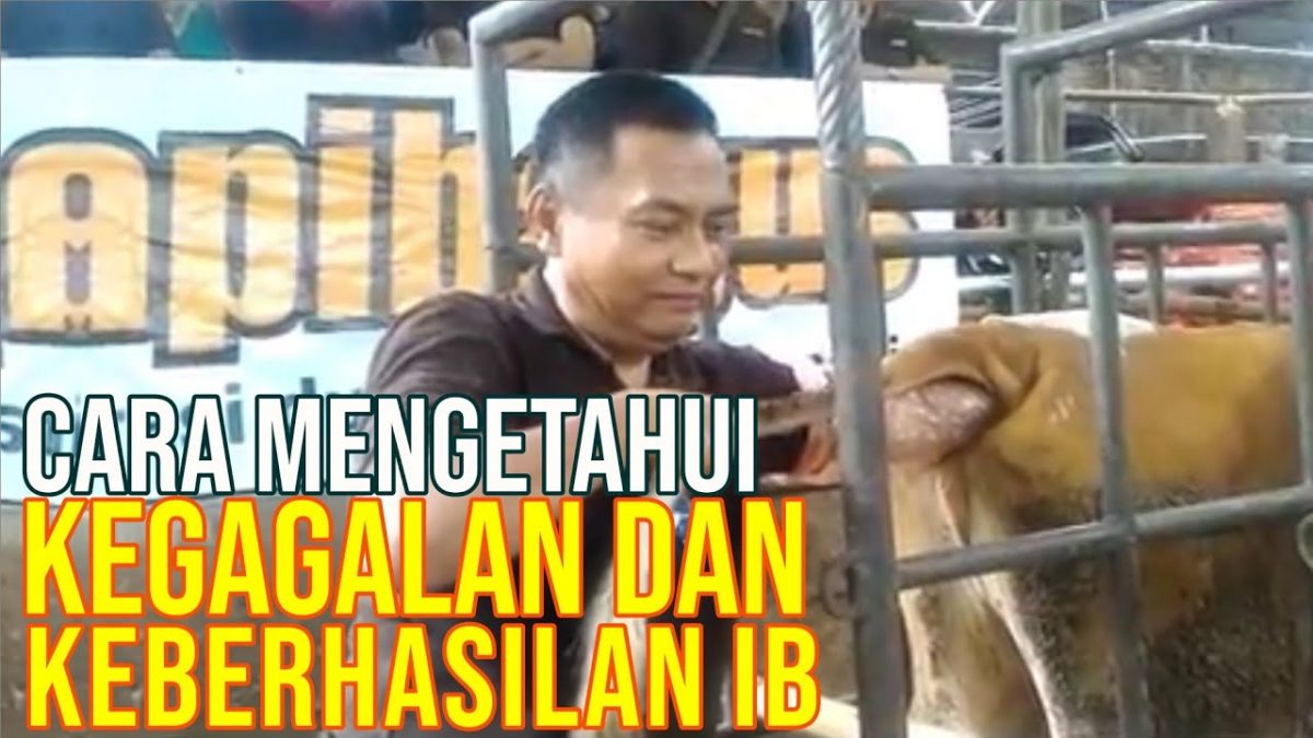 Detail Gambar Inseminasi Buatan Nomer 34