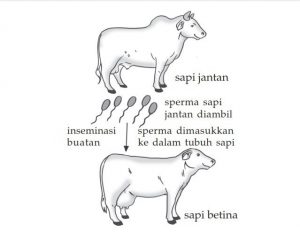 Detail Gambar Inseminasi Buatan Nomer 7